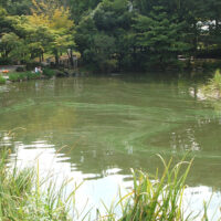 千葉県 じゅんさい池公園